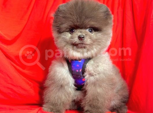 2.5 Aylik Erkek Pomerani̇an Boo görsel
