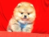 Safkan pomeranian boo yavrularımız