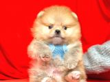 Safkan Pomeranian Boo Yavrularımız