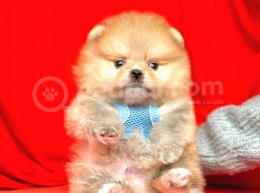 Safkan Pomeranian Boo Yavrularımız görsel