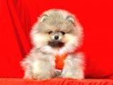 Safkan Pomeranian Boo Yavrularımız
