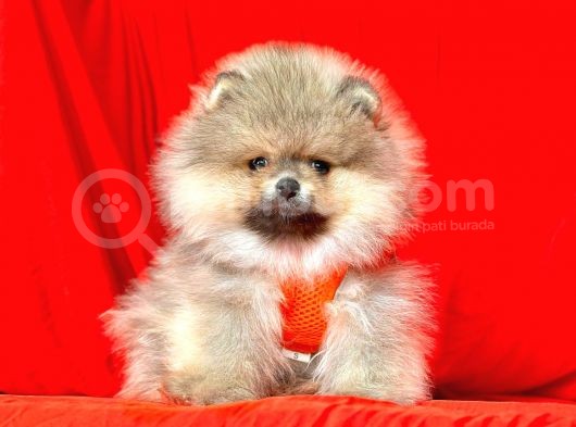 Safkan Pomeranian Boo Yavrularımız görsel