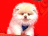 Safkan Pomeranian Boo Yavrularımız