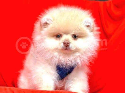 Safkan Pomeranian Boo Yavrularımız görsel