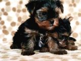 Teacup Yorkshi̇re Terri̇er Yavru