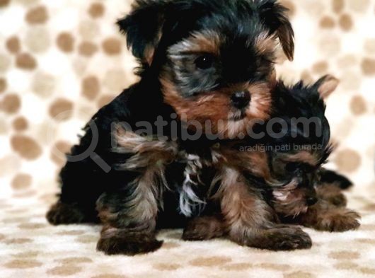 Teacup Yorkshi̇re Terri̇er Yavru görsel
