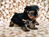 Teacup Yorkshi̇re Terri̇er Yavru