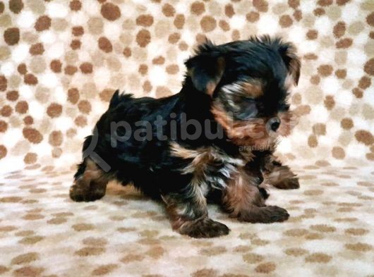 Teacup Yorkshi̇re Terri̇er Yavru görsel