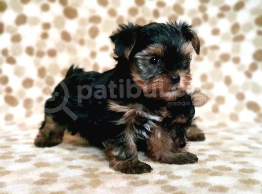 Teacup Yorkshi̇re Terri̇er Yavru görsel