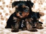 TEACUP YORKSHİRE TERRİER YAVRU