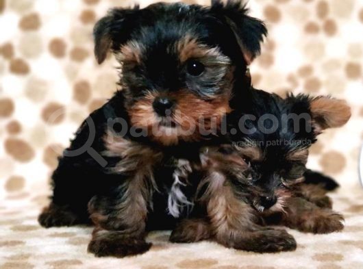 Teacup Yorkshi̇re Terri̇er Yavru