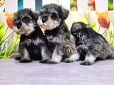 Mükemmel Kali̇tede Mi̇nyatür Schnauzer Yavrular