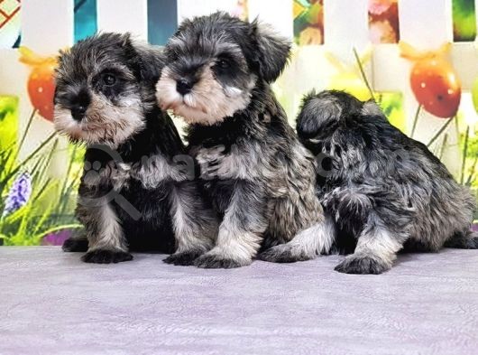 Mükemmel Kali̇tede Mi̇nyatür Schnauzer Yavrular görsel