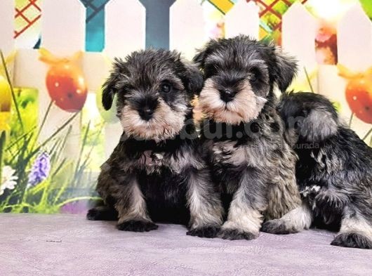 Mükemmel Kali̇tede Mi̇nyatür Schnauzer Yavrular görsel