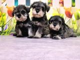 Mükemmel Kali̇tede Mi̇nyatür Schnauzer Yavrular