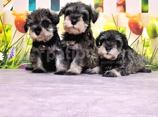 Mükemmel Kali̇tede Mi̇nyatür Schnauzer Yavrular görsel