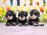 MÜKEMMEL KALİTEDE MİNYATÜR SCHNAUZER YAVRULAR