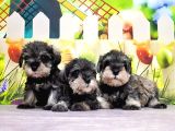 Mükemmel Kali̇tede Mi̇nyatür Schnauzer Yavrular