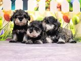 Mükemmel Kali̇tede Mi̇nyatür Schnauzer Yavrular