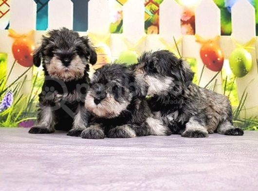 Mükemmel Kali̇tede Mi̇nyatür Schnauzer Yavrular görsel