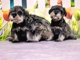 Mükemmel Kali̇tede Mi̇nyatür Schnauzer Yavrular
