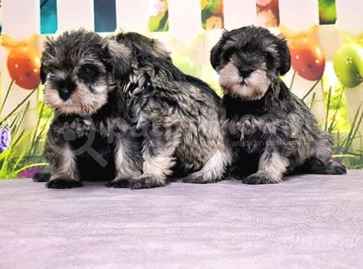 Mükemmel Kali̇tede Mi̇nyatür Schnauzer Yavrular görsel