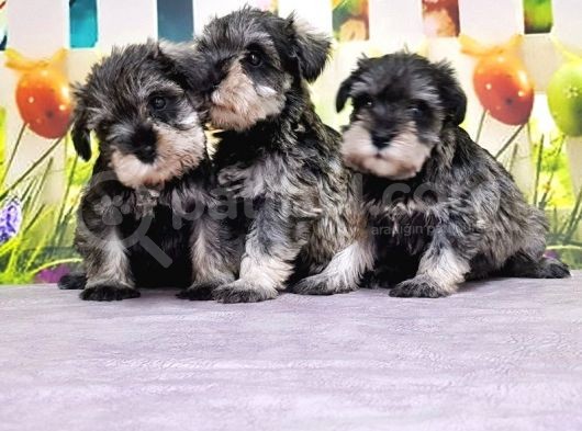 Mükemmel Kali̇tede Mi̇nyatür Schnauzer Yavrular görsel