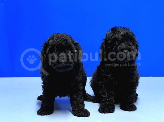 Mükemmel Kali̇tede Si̇yah Toy Poodle Yavru görsel