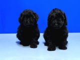 Mükemmel Kali̇tede Si̇yah Toy Poodle Yavru