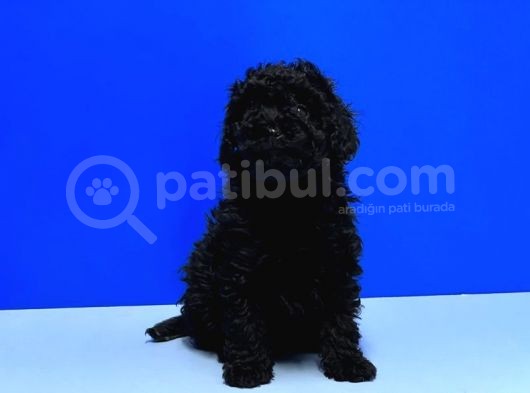 Mükemmel Kali̇tede Si̇yah Toy Poodle Yavru görsel