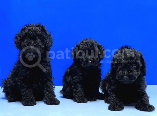 Mükemmel Kali̇tede Si̇yah Toy Poodle Yavru