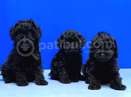 Mükemmel Kali̇tede Si̇yah Toy Poodle Yavru görsel