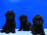 Mükemmel Kali̇tede Si̇yah Toy Poodle Yavru