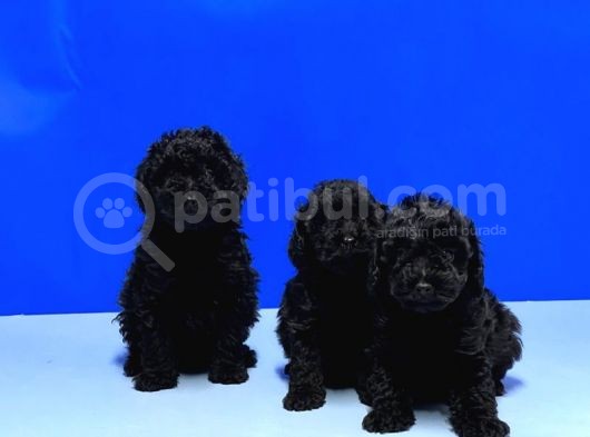 Mükemmel Kali̇tede Si̇yah Toy Poodle Yavru görsel