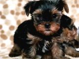 Teacup Yorkshi̇re Terri̇er Yavru