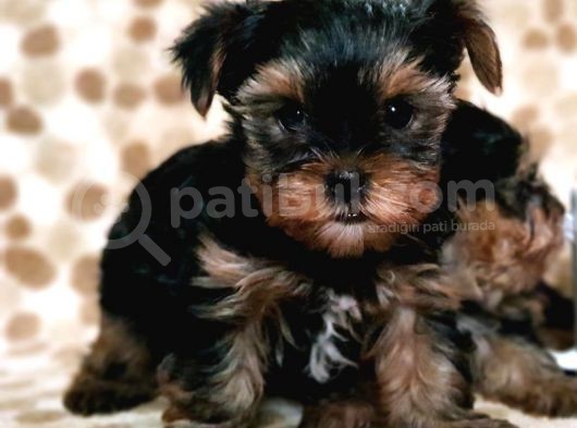 Teacup Yorkshi̇re Terri̇er Yavru görsel