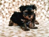 Teacup Yorkshi̇re Terri̇er Yavru