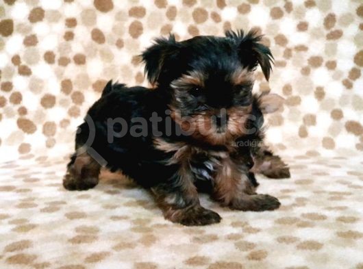Teacup Yorkshi̇re Terri̇er Yavru görsel