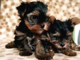 Teacup Yorkshi̇re Terri̇er Yavru