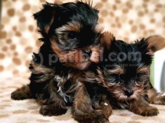 Teacup Yorkshi̇re Terri̇er Yavru görsel