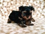 Teacup Yorkshi̇re Terri̇er Yavru