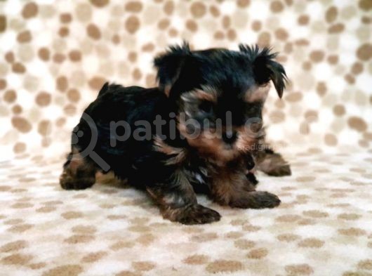 Teacup Yorkshi̇re Terri̇er Yavru görsel