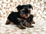 Teacup Yorkshi̇re Terri̇er Yavru
