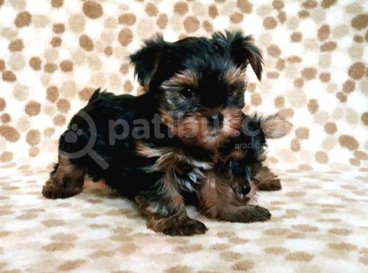 Teacup Yorkshi̇re Terri̇er Yavru görsel