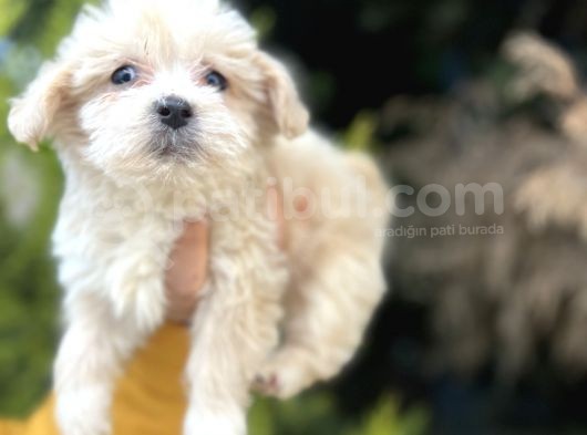 Küçük Maltipoo Bebeğim görsel