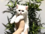 ÜST DÜZEY BRİTİSH SHORTHAİR YAVRULARIMIZ