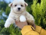 Xsmall Morkie