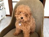 6 AYLIK DİŞİ TOY POODLE YAVRUMUZ