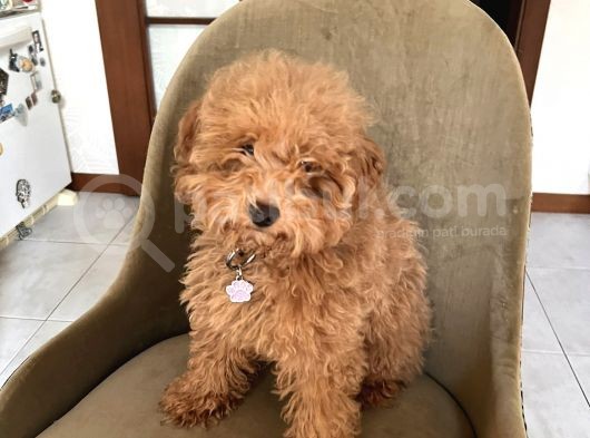 6 Aylik Di̇şi̇ Toy Poodle Yavrumuz