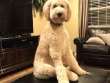 Labradoodle Mini Standart Dev Orjinal Kırmızı Safkan Garantili